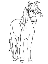 Aegidienberger Hest